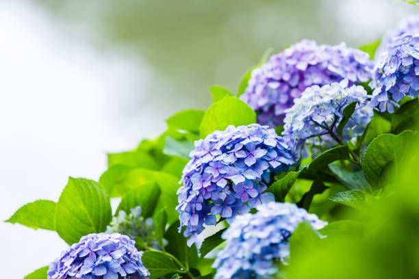 fleurs d’hortensia bleu et violet - dew summer growth flower photos et images de collection