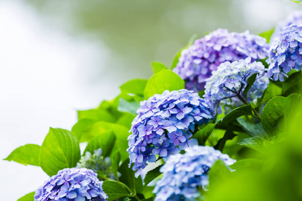 青と紫のアジサイの花