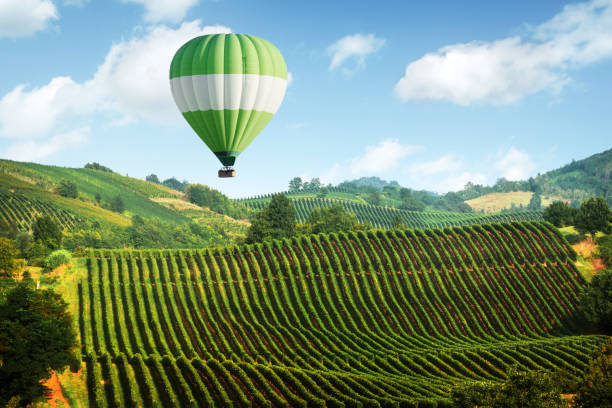 amazing rural landscape with green vineyard - vinery imagens e fotografias de stock