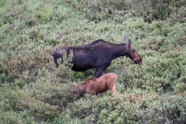 istock Mother moose and baby 1130581415