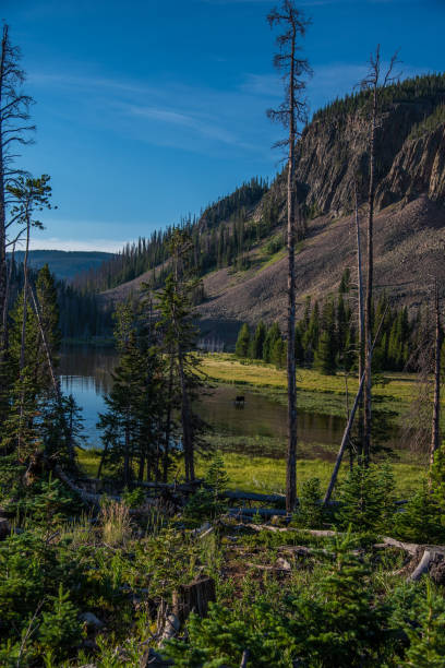 istock Bull moose at high mountain lake 1130585793