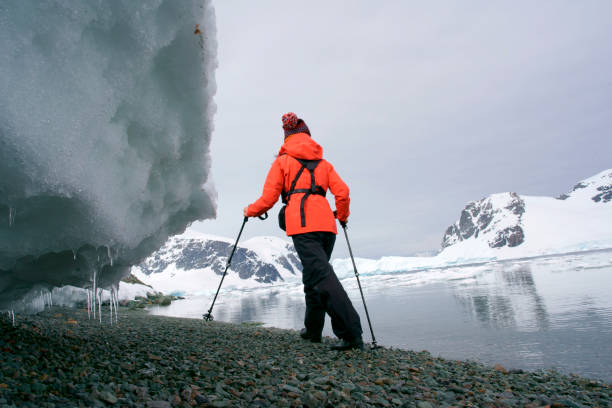ダンコ島、南極大陸の女性の冒険 - penguin walking water adult ストックフォトと画像