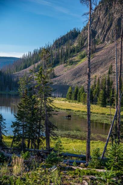 istock Bull moose at high mountain lake 1130586573