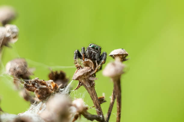 istock small spider close-up hiding on a dry branch, blurred green yellow background 1130586606
