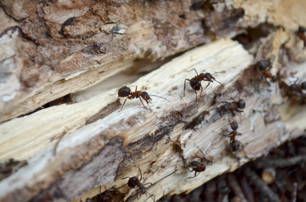 istock Team of forest ants, protects their home, which is in the old log. 1130587537