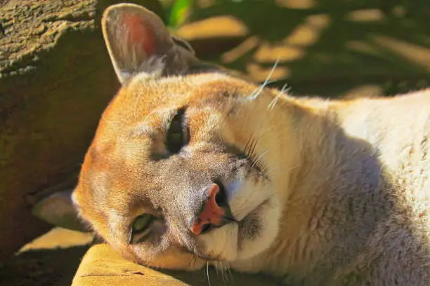 Photo of Cougar panther resting, relaxing on the Grass - Pantanal wetlands, Brazil