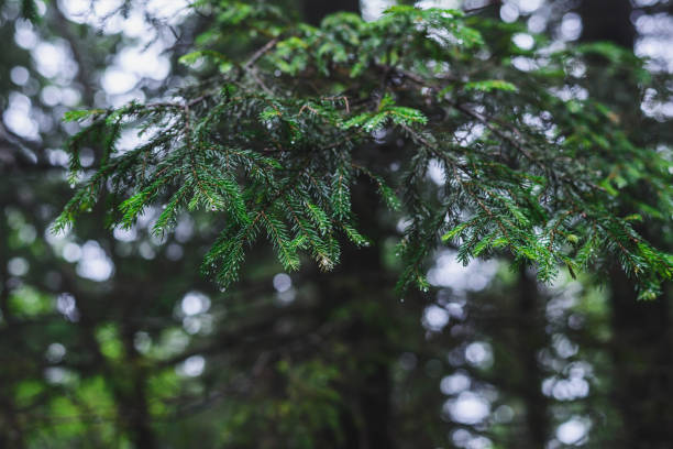 istock spruce branch on the background of the forest 1130588706