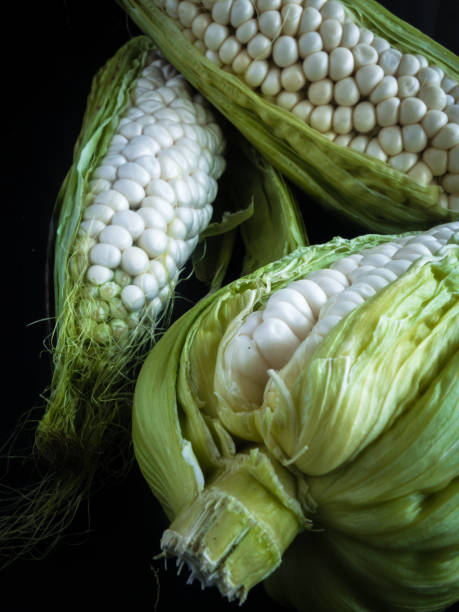 espiga de milho branca - corn corn crop corn on the cob isolated - fotografias e filmes do acervo