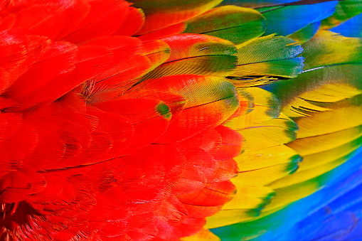 Colorful Parrot macaw tropical bird plumage natural pattern – Pantanal wetlands, Brazil