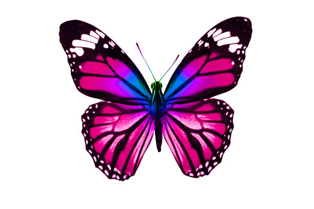 istock tropical purple butterfly. isolated on white background 1130592139