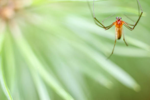 istock Spider closeup hanging in the air on spider web, blurred background with copyspace. 1130592486