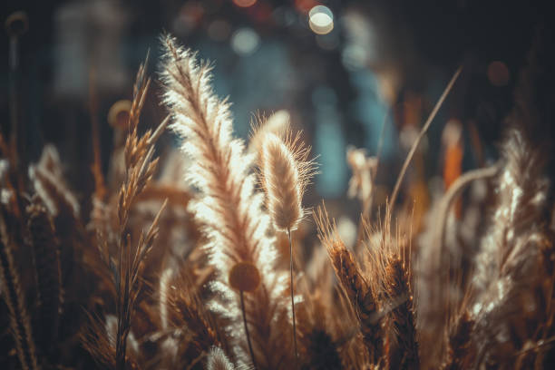 istock close up of ripe wheat, for background 1130592592