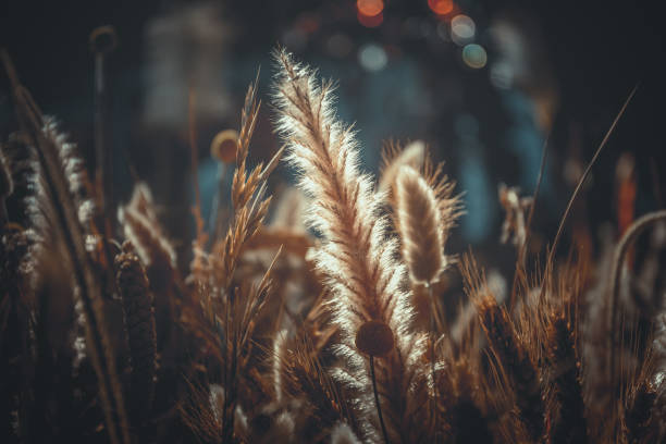 istock close up of ripe wheat, for background 1130592595
