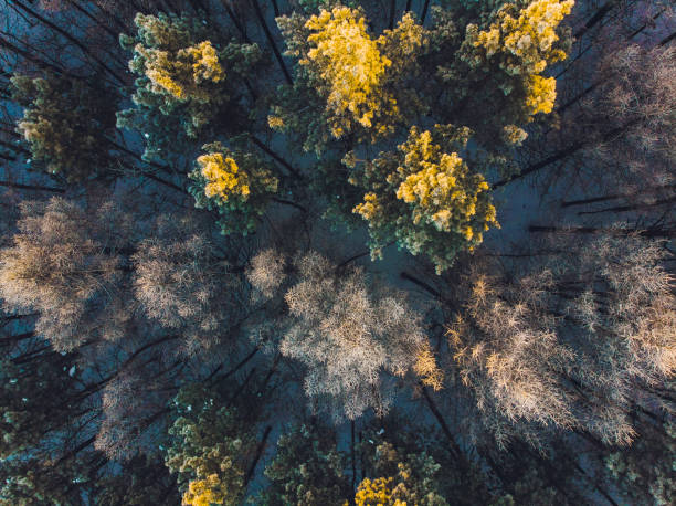 istock Flying over the pine forest. aerial survey. snow trees. 1130592674