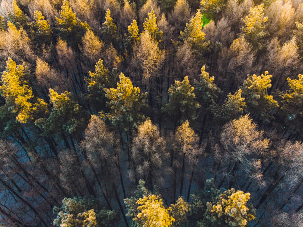 istock Flying over the pine forest. aerial survey. snow trees. 1130592764