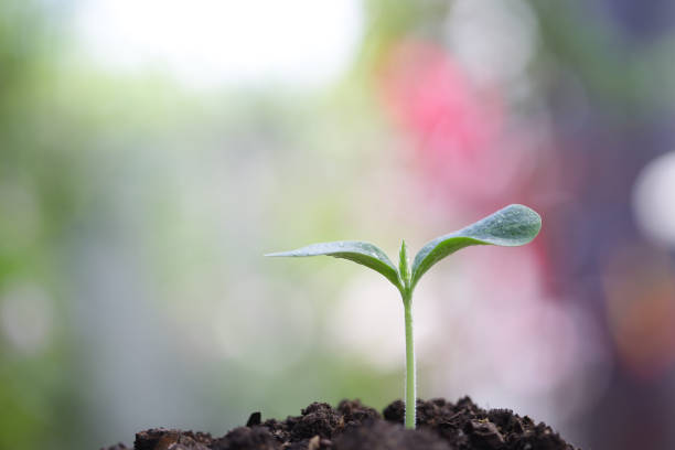 istock Young green plant growing 1130592785