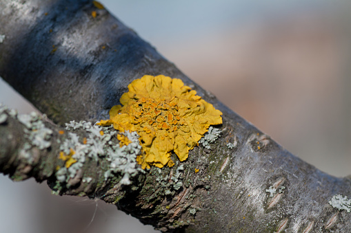 Apple tree trunk affected by fungal disease. Lichen on tree bark. Biological pests of wood.