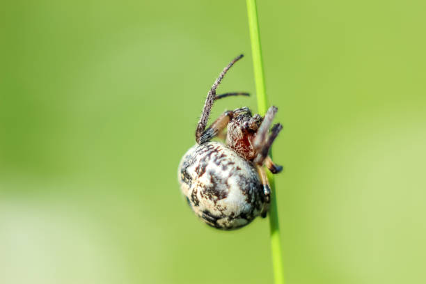 istock Spider closeup sitting on green grass blurred background with copyspace. 1130593268