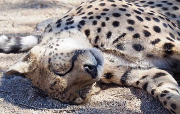 istock Portrait of a Playful Sleeping Cheetah 1130593328