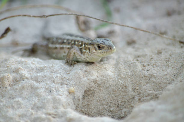 Sand lizard (Lacerta agilis) in its natural habitat. Fauna of Ukraine. Shallow depth of field, close-up.