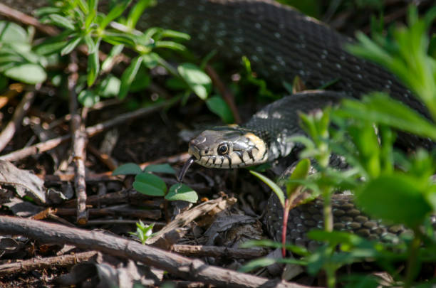 istock Grass snake (Natrix natrix), also called the water snake or ringed snake. 1130594315