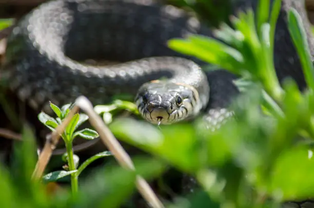 Grass snake (Natrix natrix) lurking in the grass. Fauna of Ukraine. Shallow depth of field, close-up.