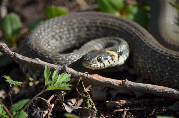 istock Grass snake (Natrix natrix), also called the water snake or ringed snake. 1130594350