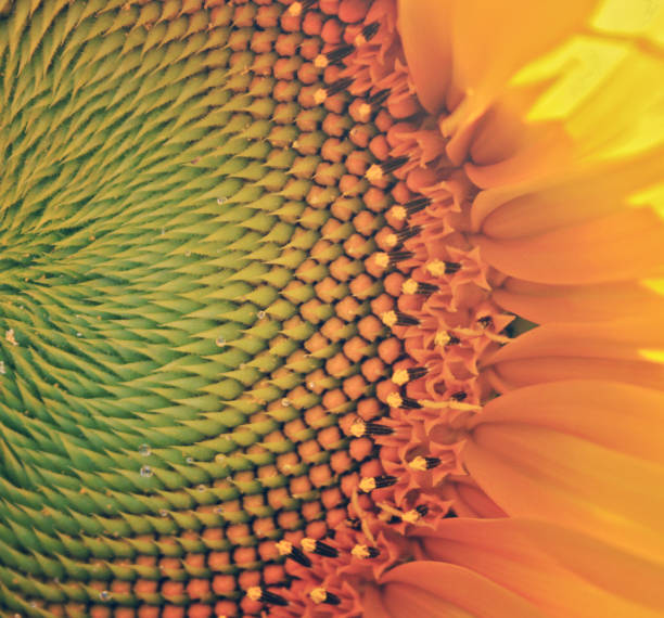 istock detail of a sunflower 1130594941