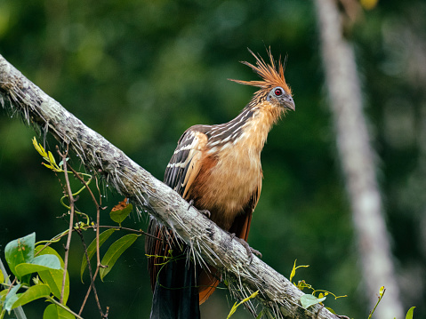 The hoatzin (Opisthocomus hoazin, reptile bird, skunk bird, stinkbird or Canje pheasant) - a species of tropical bird found in swamps, riparian forests, and mangroves of the Amazon and the Orinoco basins in South America. Cuyabeno Wildlife Reserve, Ecuador.