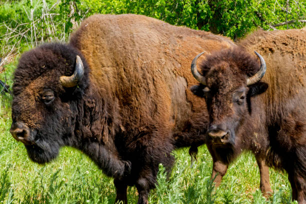 istock The American Bison or Buffalo, in Oklahoma. 1130596117