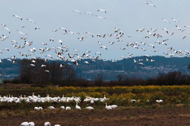 istock Snow Geese in Scotch Broom 1130596152