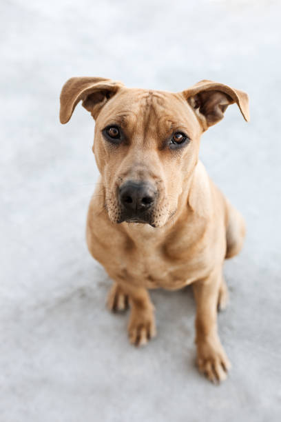 istock Adorable Pitbull Mix Dog Sitting Outdoor 1130596746