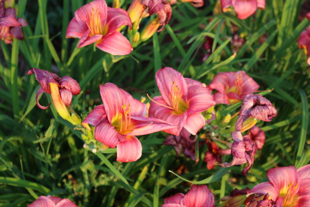 istock Vibrantly Colored Pink Lilies Against Lush Green on a Summer Afternoon 1130596897