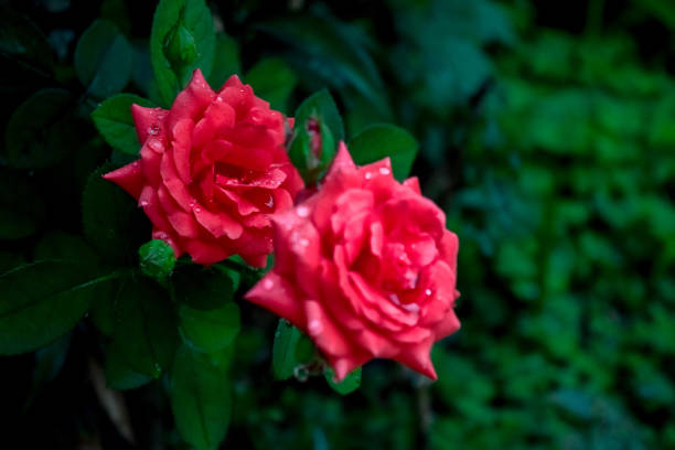 istock Two Red Roses with Raindrops on them, in a garden 1130600062