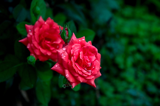 Photograph of two beautiful red roses in a garden with raindrops on them,  in the rural city of Monte Belo, Minas Gerais state, Brazil.