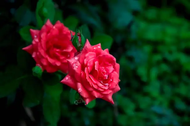 Photo of Two Red Roses with Raindrops on them, in a garden