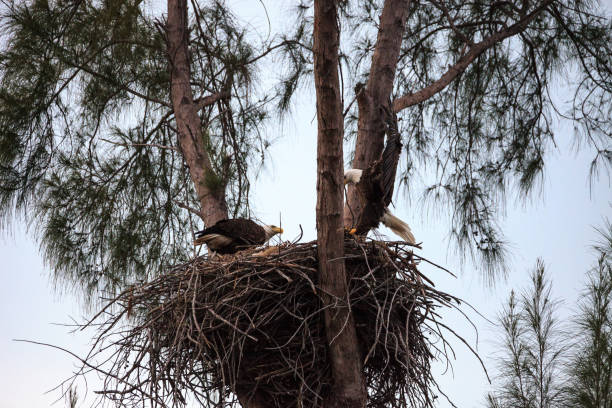 istock Nesting Adult bald eagle Haliaeetus leucocephalus nests 1130600207