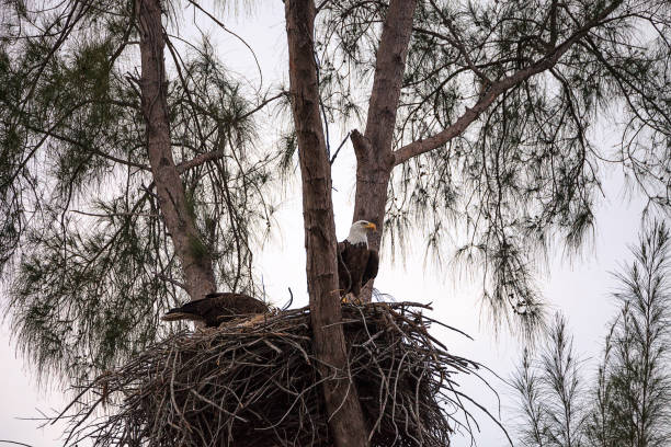 istock Nesting Adult bald eagle Haliaeetus leucocephalus nests 1130600776