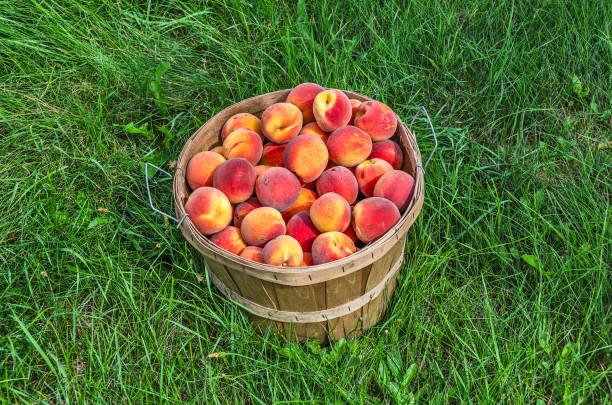 Bushel Basket of Peaches stock photo