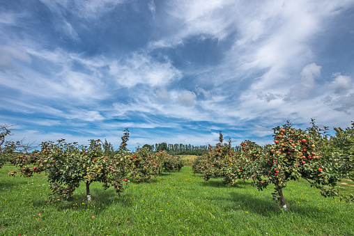 Apple orchard with an amazing blue, aqua, and turquoise sky overhead on a late summer day