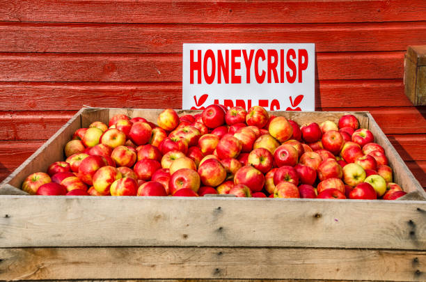 Maçãs Honeycrisp para a venda - foto de acervo