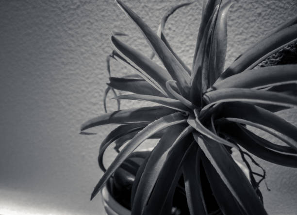 istock Succulent plants in a pot with Black and white style; background 1130608951