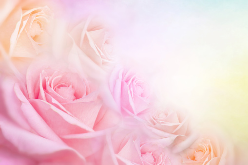 Fondo De Flores De Rosas Suaves Con Espacio De Copia Para Texto Foto de stock y más banco de imágenes de Rosa - Flor - iStock Fondo De Flores De Rosas Suaves Con Espacio De Copia Para Texto Foto de stock y más banco de imágenes de Rosa - Flor - iStock