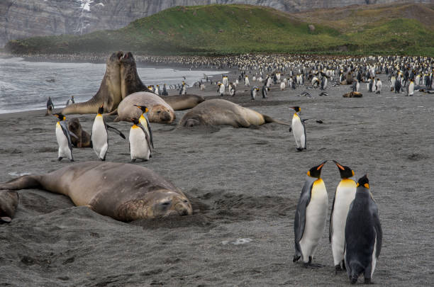 istock King Penguins and Elephant Seals - Gold Harbour, South Georgia 1130609711