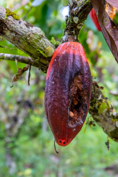 cocoa fruit with symptom of black pod disease stock photo