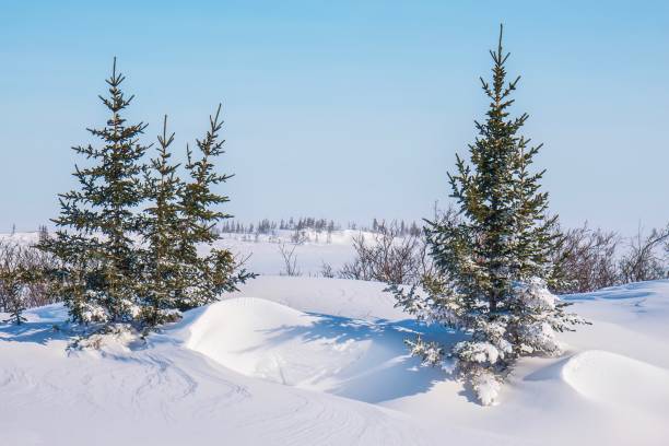 a snowy winter landscape scene in northern canada, with a few small black spruce trees standing in deep snow. churchill, manitoba. - arctic canada landscape manitoba imagens e fotografias de stock