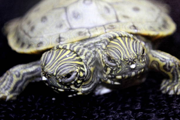 Two heads are better than one. These turtles were so adorable. two heads are better than one stock pictures, royalty-free photos & images