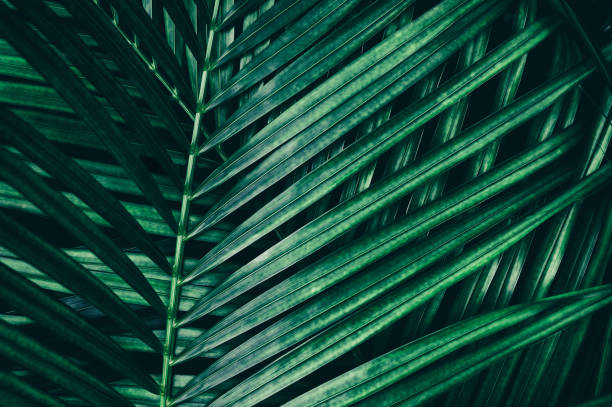 istock tropical palm leaf, dark green foliage, nature background 1130615310