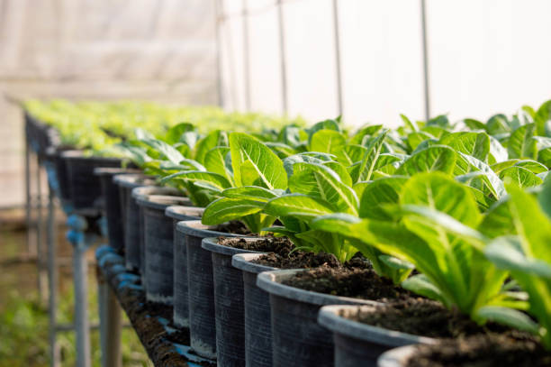 istock Organic Vegetable Farm 9 1130616690
