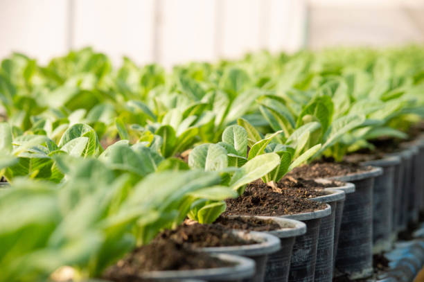 istock Organic Vegetable Farm 10 1130616692